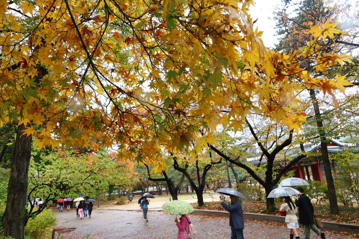 가을비가 내린 5일 서울 덕수궁 일대가 울긋불긋 가을옷으로 갈아입어 아름다운 풍경을 선보이고 있다. 사진=김병언 기자