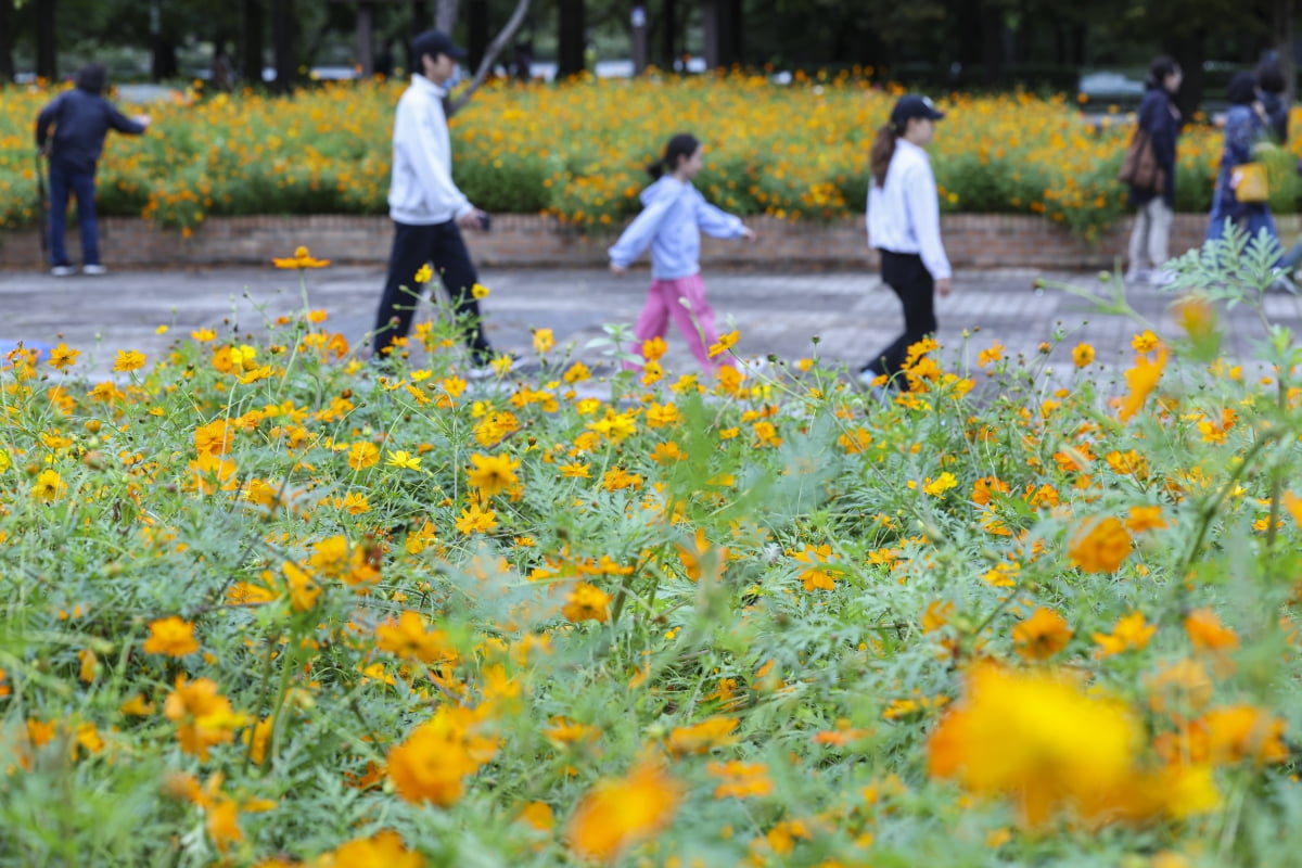 [포토] 고양가을꽃축제 개최