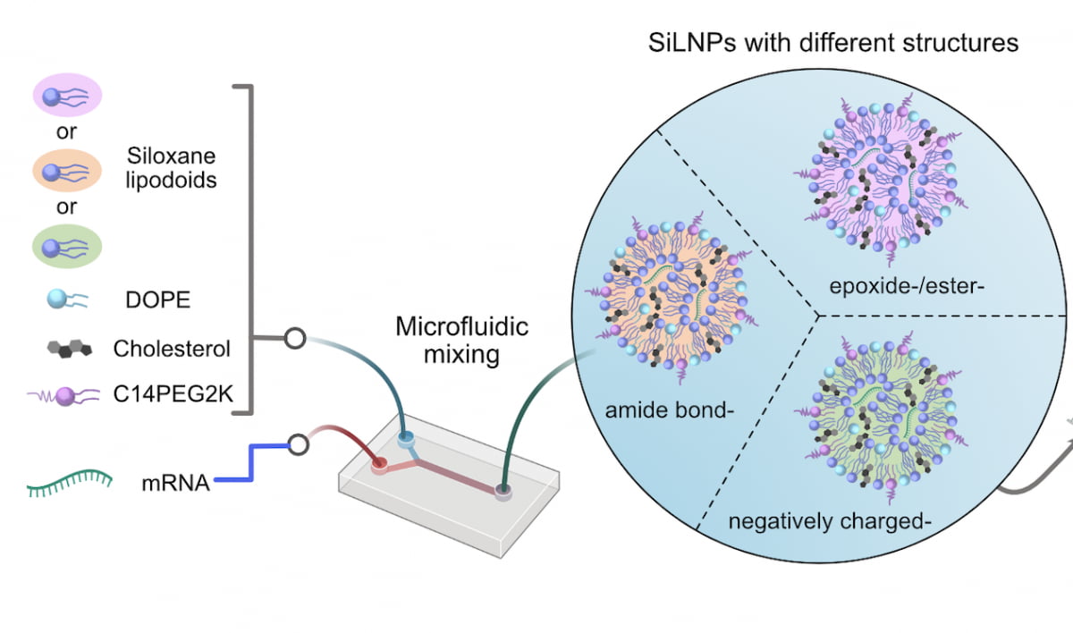 Siloxane-LNP-figure