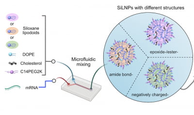 "지질나노입자에 실록산 결합하면 mRNA 전달력 6배 높아져"