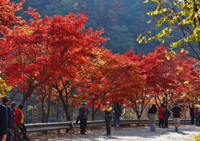 안양시, 단풍 명소 '서울대 관악수목원' 오는 11월 17일까지 개방