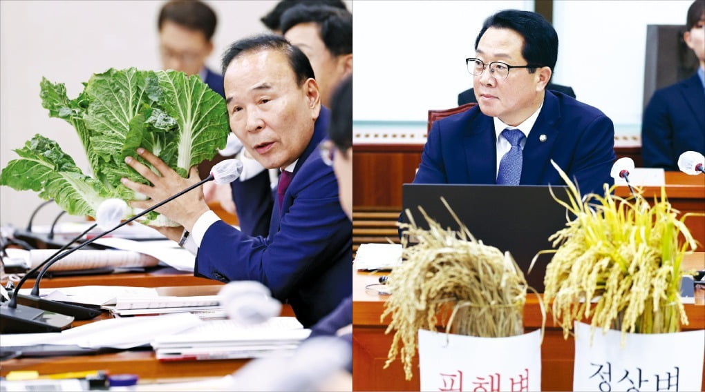 < 농해수위 국감장에 등장한 배추·벼 > 7일 국회에서 열린 농림축산식품해양수산위원회 국정감사에는 농산물이 등장했다. 박덕흠 국민의힘 의원이 배추 가격에 대해 질의하는 모습(사진 왼쪽)과 문금주 더불어민주당 의원이 벼멸구 피해를 본 벼와 정상 벼를 놓고 관련 질의를 하는 모습. /뉴스1 