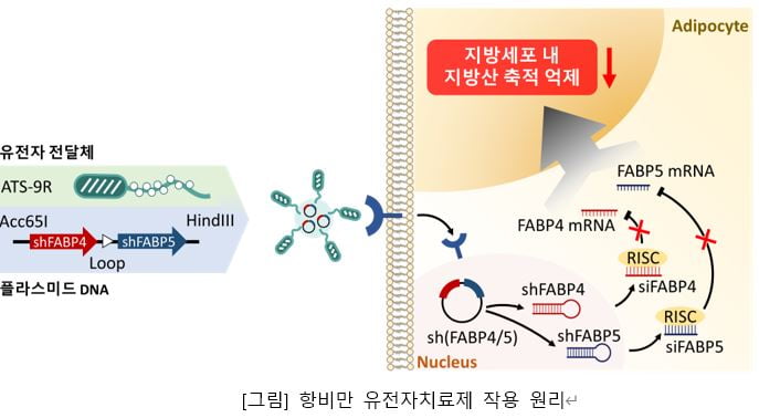 아이큐어 자회사 커서스바이오, 항비만 유전자치료제 KDDF 과제 선정