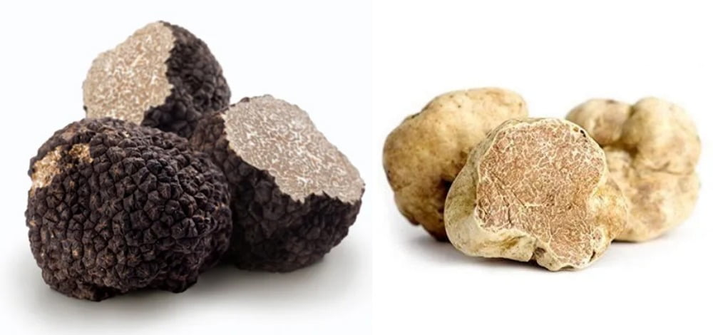 송로버섯(트러플, truffle). (왼쪽) 블랙 트러플, (오른쪽) 화이트 트러플