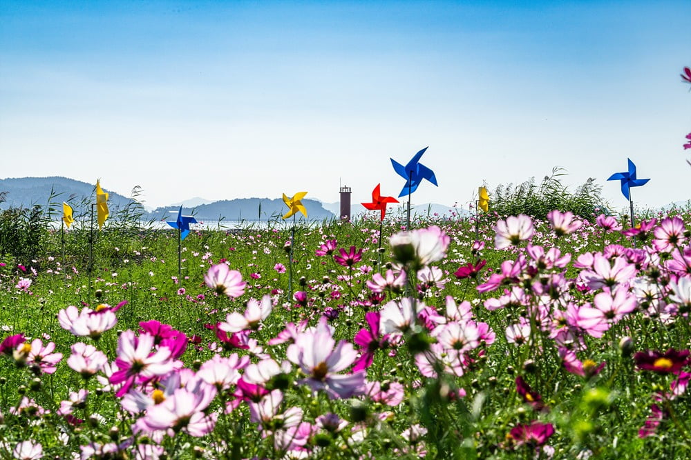 장흥 회령포 일대에 조성한 코스모스 동산