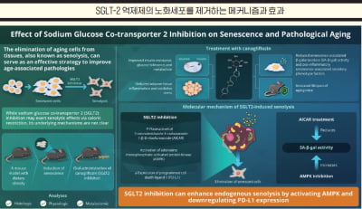 [해외 통신원 리포트] 준텐도대학, 日 최초 약으로 ‘노화세포’ 제거하는 임상연구 신청