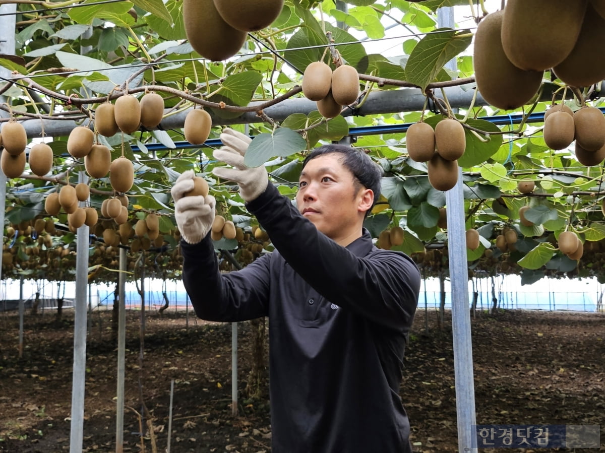 제스프리 제주 썬골드키위 농가. /사진=김영리 기자