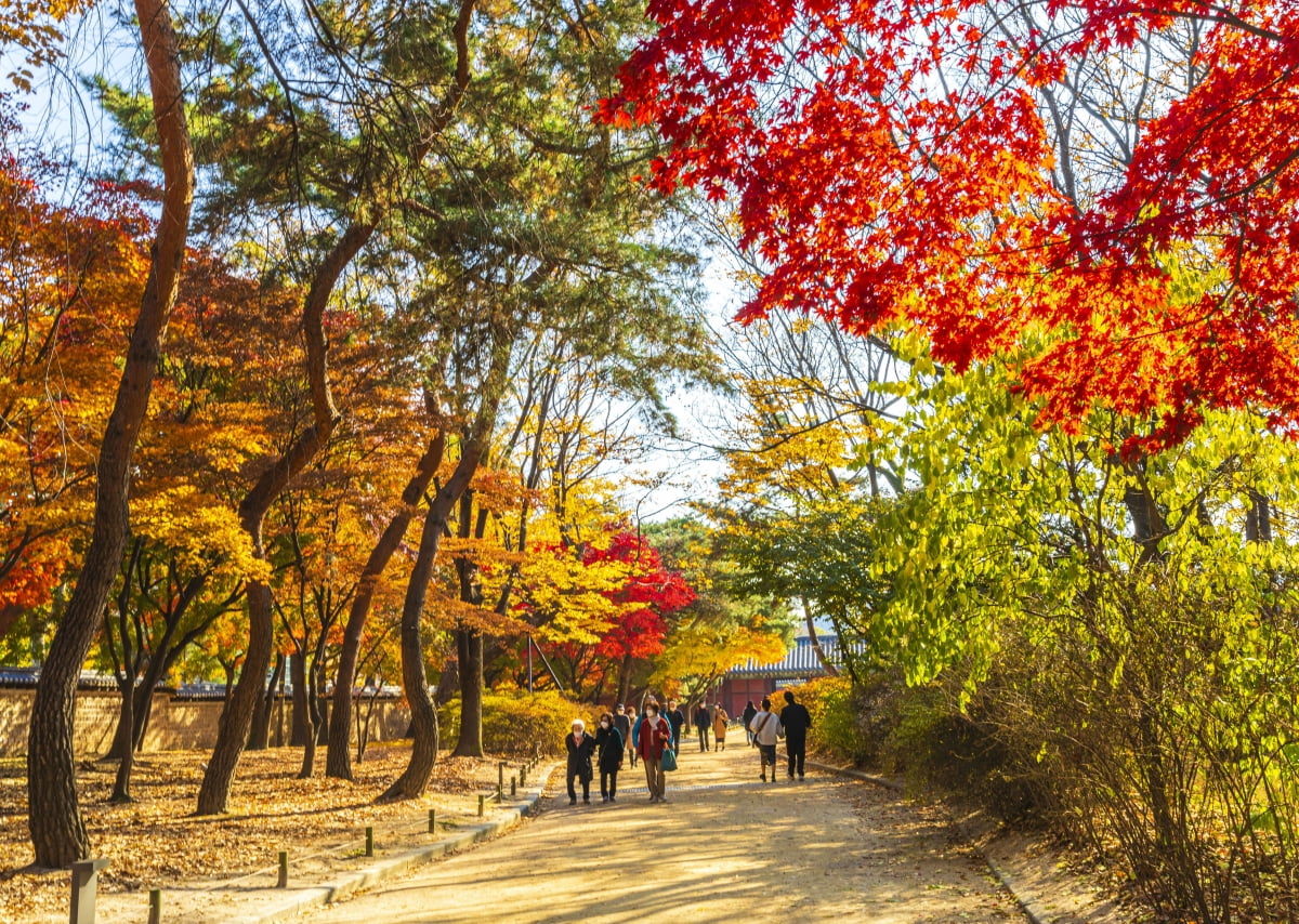 단풍 관련 이미지. 사진=게티이미지뱅크