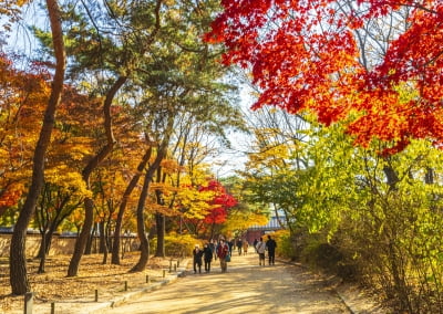 "단풍 여행, 지금 준비 안 하면 늦어요"…요즘 뜨는 곳