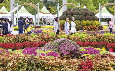 [포토] 가을꽃 향기로 물든 고양 호수공원