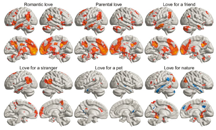 6가지 사랑 유형에 따른 뇌활성 영역 및 강도 