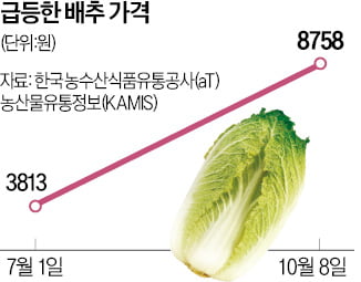 100일새 두배 뛴 金배추…"이달부터 공급 늘어 안정"