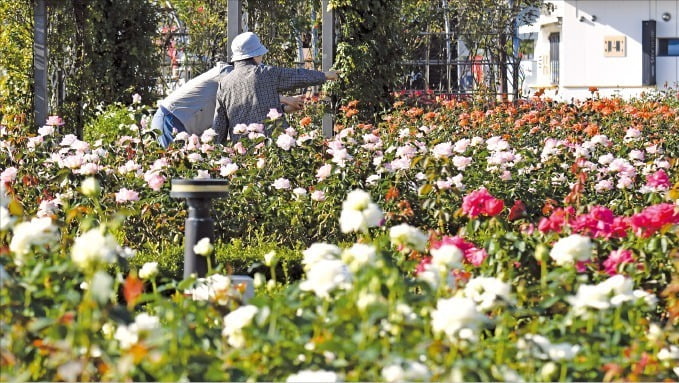 [포토] 가을 장미향 가득