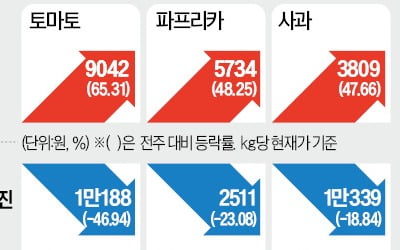 역대 최고 치솟은 토마토값…온실 재배로 폭염에 더 취약