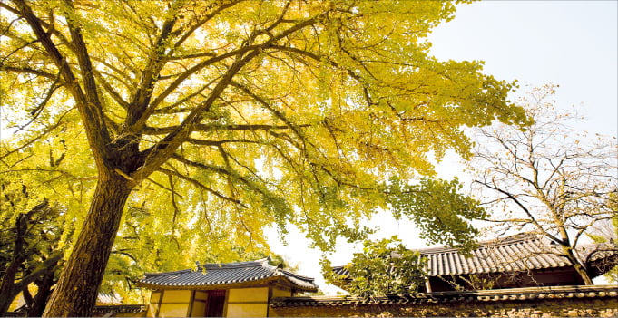 충남 보령시 청라면 장현1리 청라은행마을의 은행나무가 황금빛으로 물들었다.  보령시 제공
 