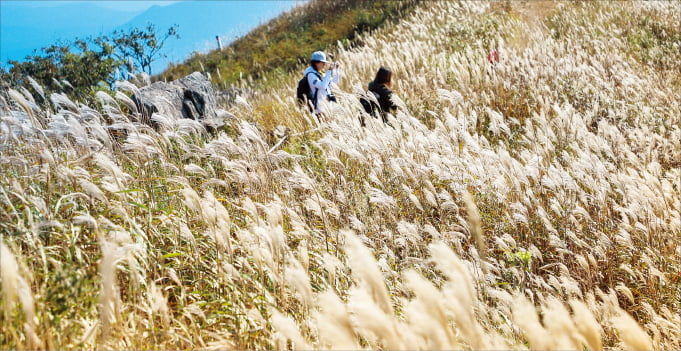 충남 보령시 오서산(해발 790m) 정상에 오르면 카지노 입플 억새의 은빛 물결을 감상할 수 있다.  보령시 제공
 