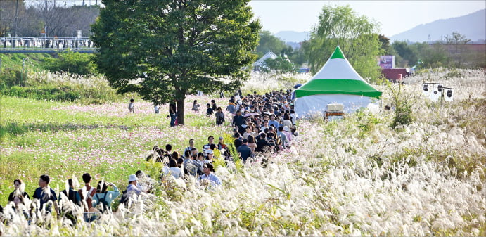 지난해 열린 광주서창억새카지노 토토 모습. 올해는 17~20일 광주광역시 영산강변에서 열린다.  광주시 제공 