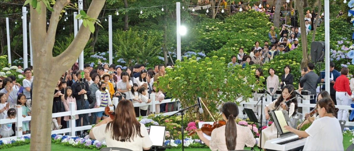 울산 남구 장생포 고래문화특구 내 수국정원에서 열린 수국축제에 40만 명 이상의 관광객이 몰리면서 새로운 핫플레이스로 주목받고 있다. /울산 남구 제공 