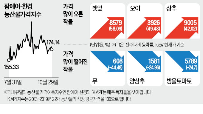 金장철 피할 듯…배추값 6000원대로 하락