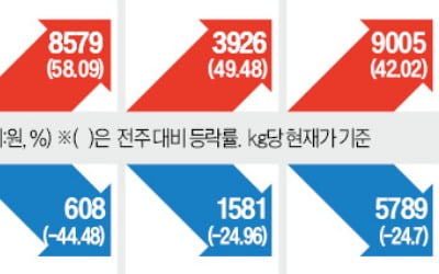 金장철 피할 듯…배추값 6000원대로 하락