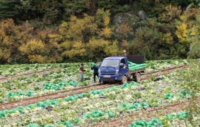 "4인가족 김장 42만원 작년보다 20% ↑···마트가 10만원 비싸"