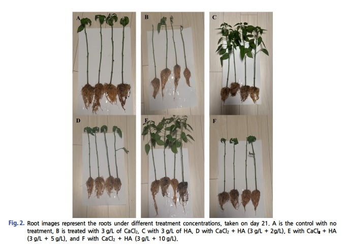 <이미지> 제설제가 고추 모종 뿌리 길이에 미치는 효과 비교를 다룬 대한환경공학회 학술지 캡처 이미지. (주)제일트레이딩 제공