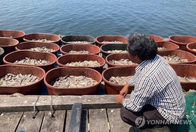 고수온에 홍합·굴 생산량 감소…광어·우럭도 생산 차질