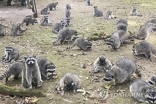 "여기가 맛집이래"…집 마당 점령한 너구리떼