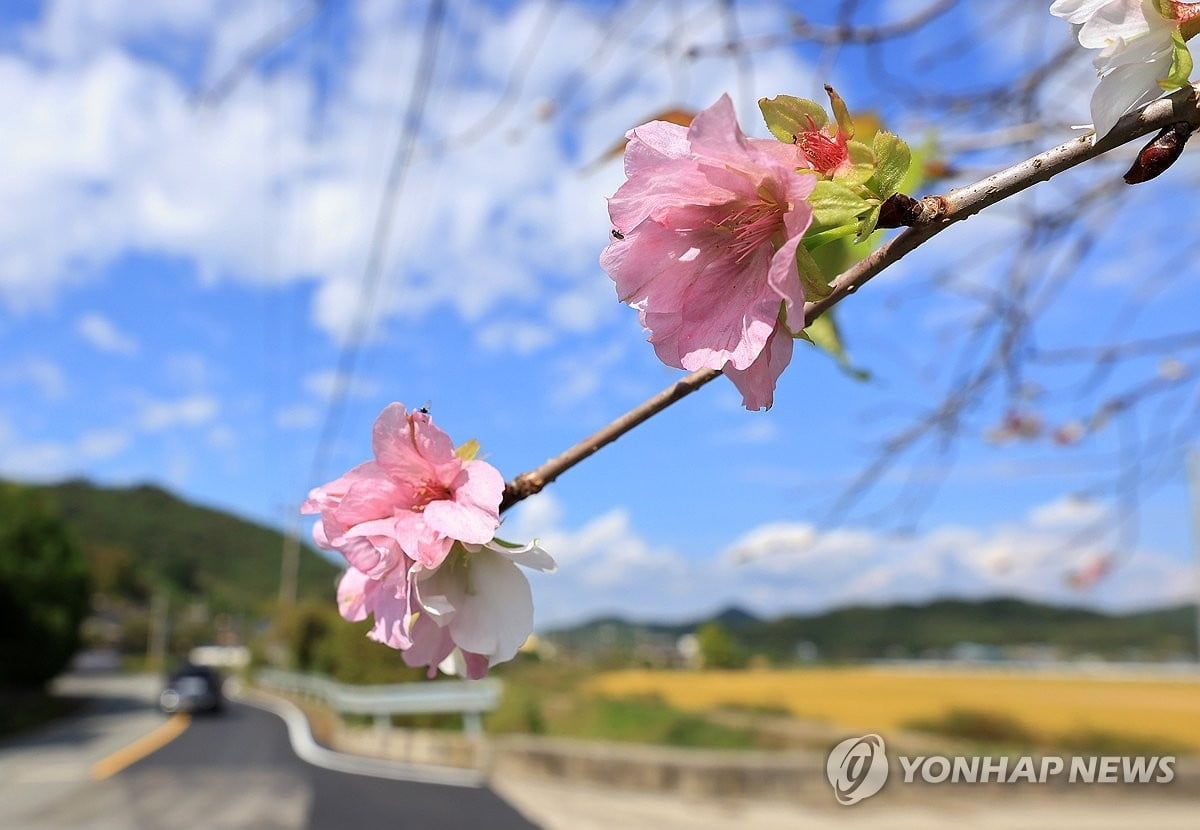 늦더위에 취했나...10월 벚꽃에 "이게 웬일"