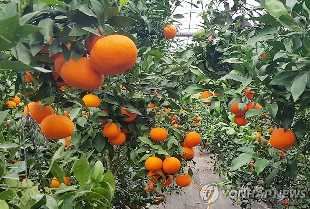 올 겨울 제주 '레드향' 귀할 듯