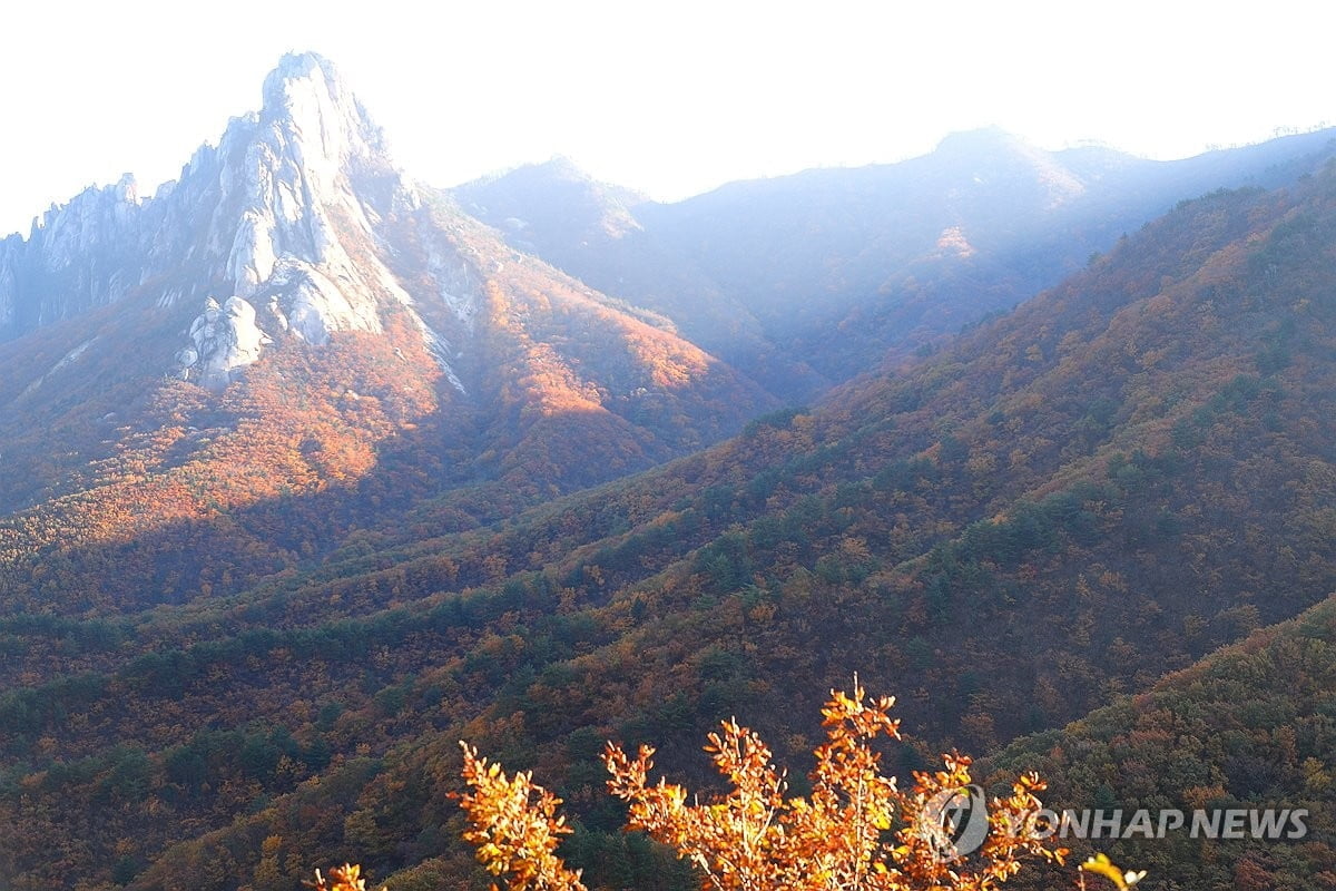 설악산 단풍, 관측 이래 가장 '지각'..."이제야 절정"