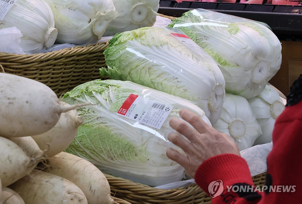 배추·무·상추·시금치 값 '고공행진'…배도 생산 차질