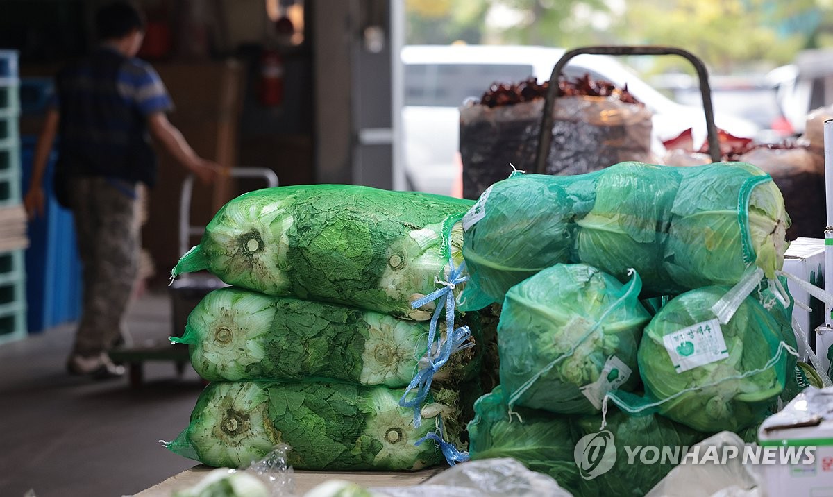 물가협회 "김장철 배춧값 5300원 예상…첫 5000원 돌파"