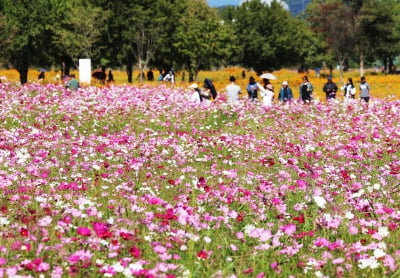 [내일 날씨] 전국 대체로 흐리고 곳곳 비…낮 최고 20~25도