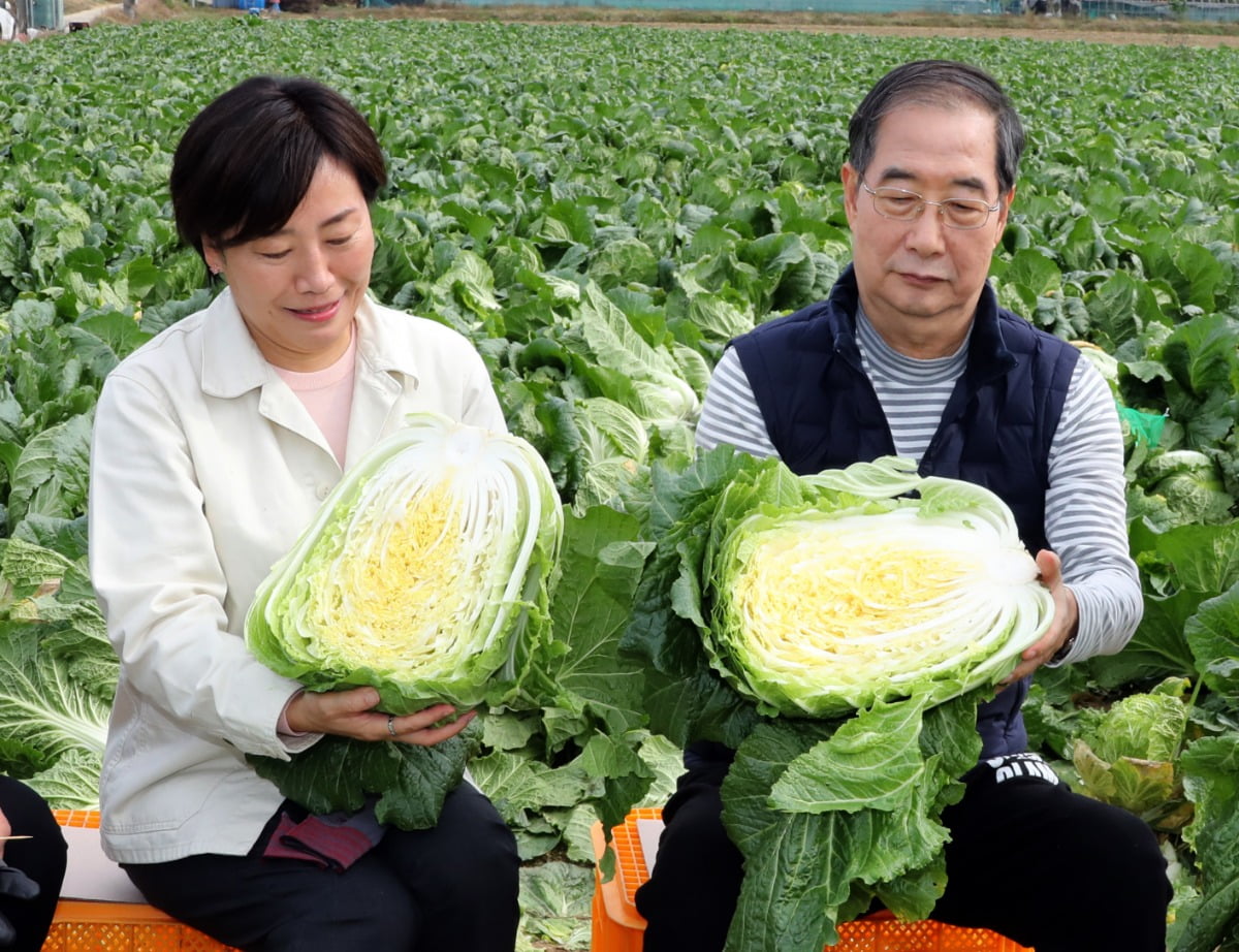 한덕수 국무총리(오른쪽)와 송미령 농식품부 장관이 27일 충남 아산의 한 배추밭에서 수확을 마친 뒤 속이 꽉 찬 배추를 들어 보이고 있다. / 사진=연합뉴스