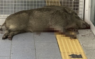 양산 '100kg 멧돼지' 출몰한 곳이…남성 팔까지 물렸다