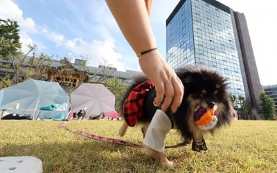 "식용견 기르던 한국, 최근 '반려견 사랑' 이유는…"