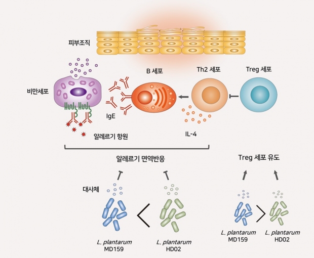 지아이바이옴-매일유업, “프로바이오틱 균주 HD02와 MD159의 아토피 피부염 예방 및 치료 효과” 논문 국제 학술지 발표