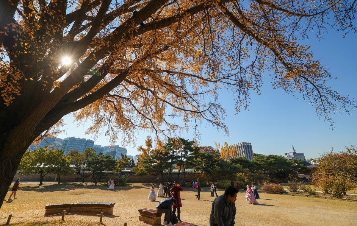 [포토] 이파리 떨군 은행나무