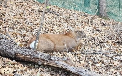 시민 중상 입힌 사슴…사흘 만에 광교산서 잡았다