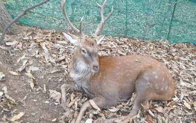 뿔로 사람 찌른 광교산 사슴 나흘만에 생포