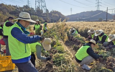 강신노 농협온라인카지노 부행장, 충남 서산서 일손돕기