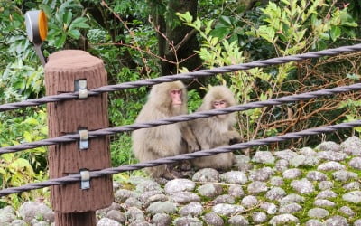 "7000년 된 나무가 살아숨쉬는 곳"…내년 '日 신비의 섬'으로 떠난다