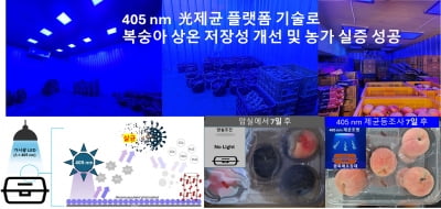 고려대 세종캠퍼스, 가시광 제균기술 활용 친환경 농산물 저장 기술 개발