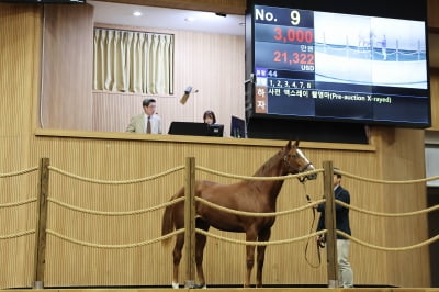 한국마사회, 1세 경주마 경매 최고가 9300만원 기록