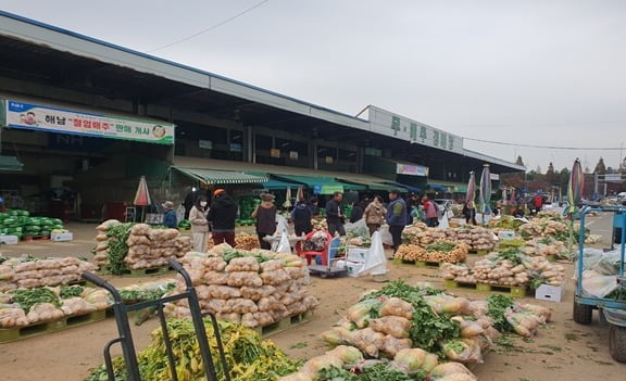 인천 삼산농산물도매시장(무배추 경매장). 인천시