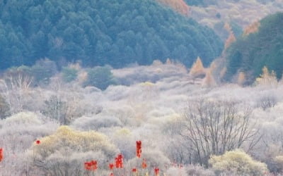 [포토] 서리 내린 비밀의 정원