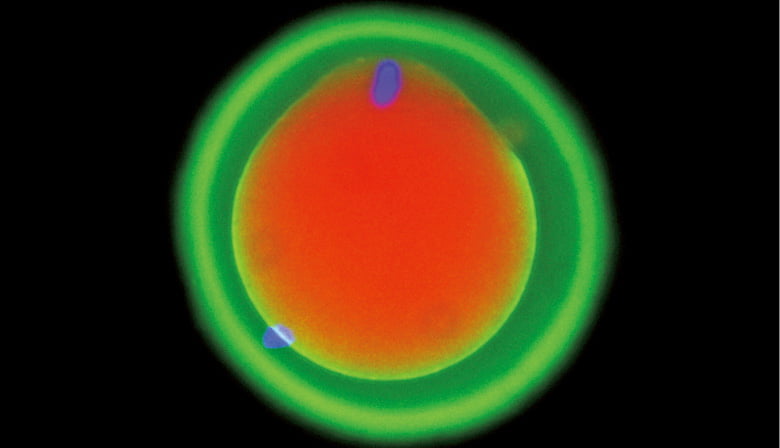 오스트리아 빈대학교 분자병리학연구소가 정자와 난자의 결합 과정을 밝히기 위해 시행한 실험 장면. 빨간색은 쥐의 난자, 파란색은 정자다.  출처: Cell 