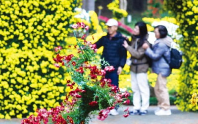 [포토] 제주 100만송이 국화 '만개'