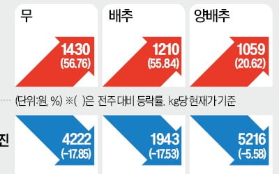 김장철 폭설에…배추 도매가 하루새 40% 폭등